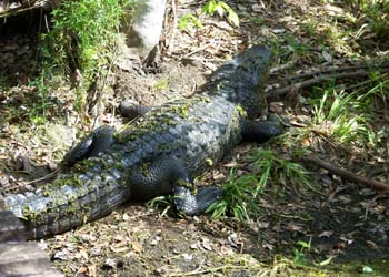 Myakka River State Park Hiking Trails - Alligator