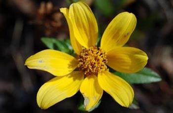 Flower along Potts Preserve Hiking Trail